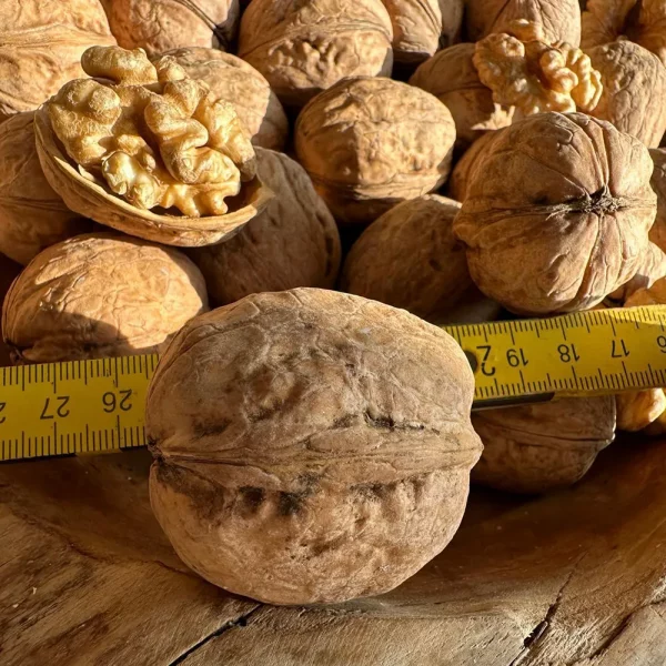 Walnüsse in der Schale